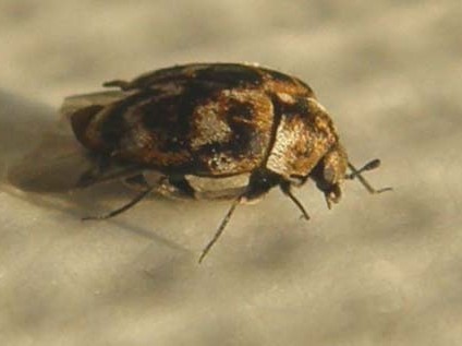 Un altro Anthrenus?
