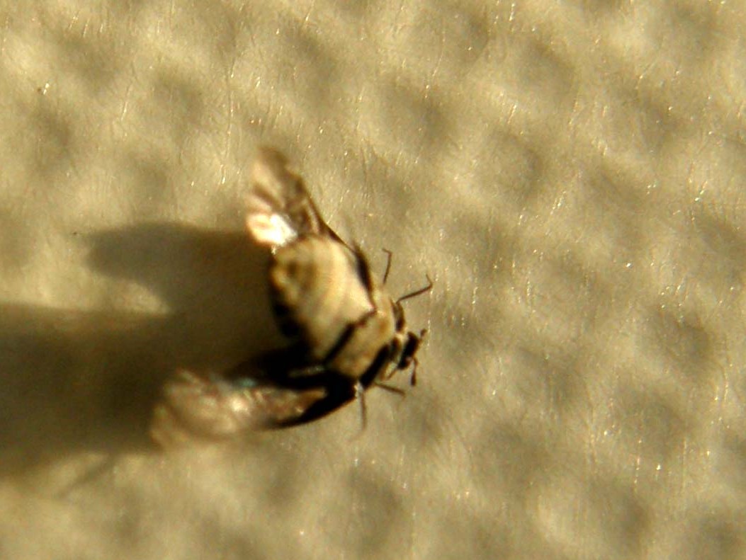 Un altro Anthrenus?