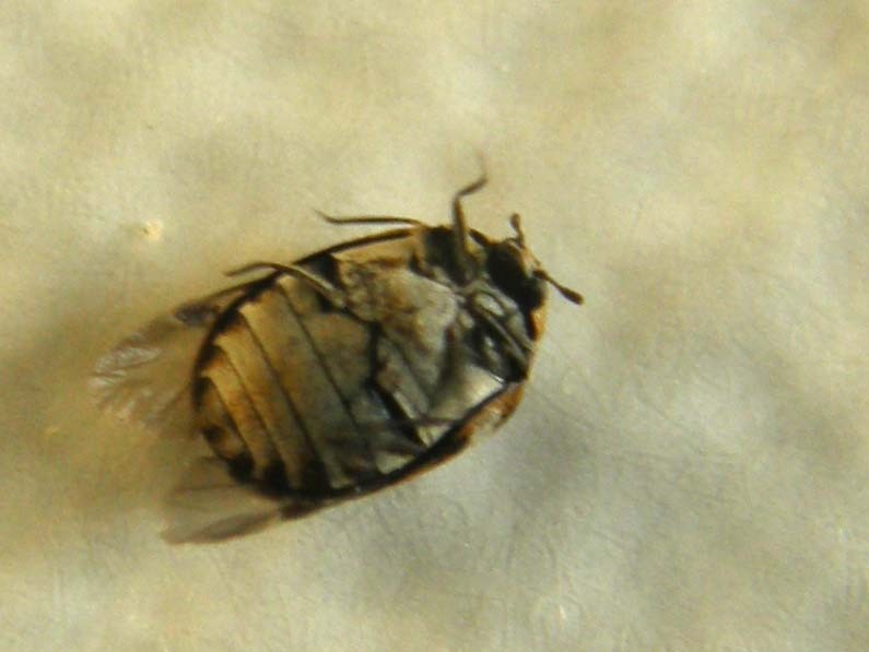 Un altro Anthrenus?