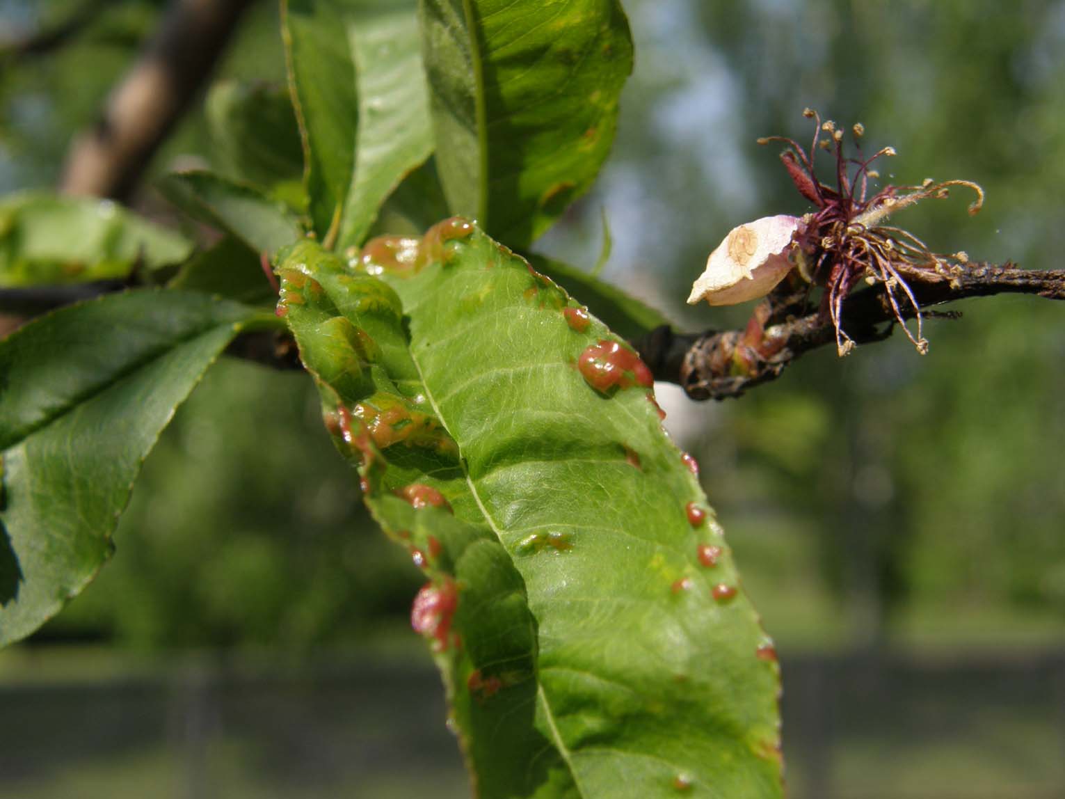 Chi � il colpevole? (cfr. Taphrina deformans)