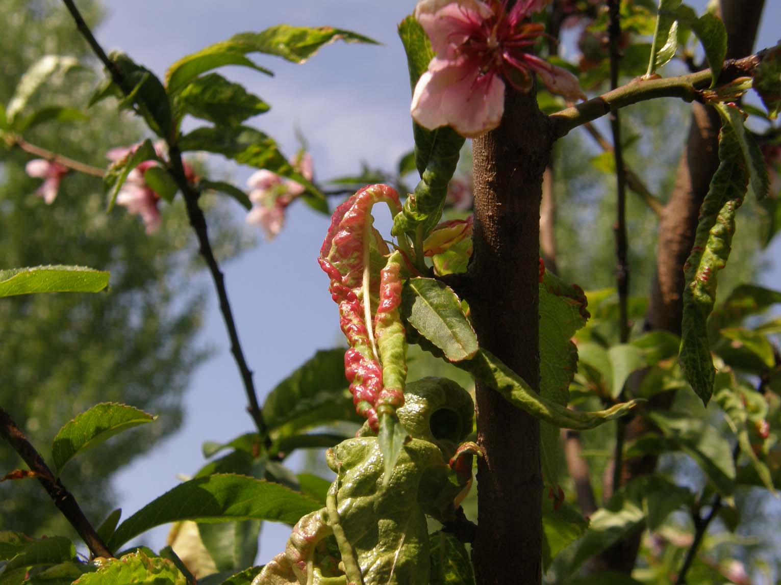 Chi � il colpevole? (cfr. Taphrina deformans)