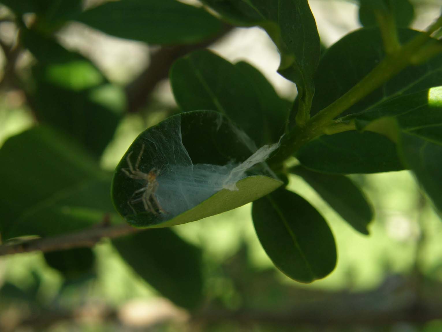Theridion sp.