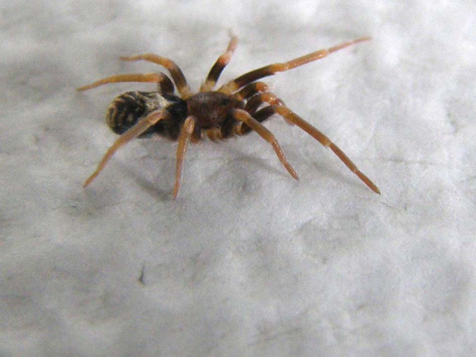 Pritha sagittata