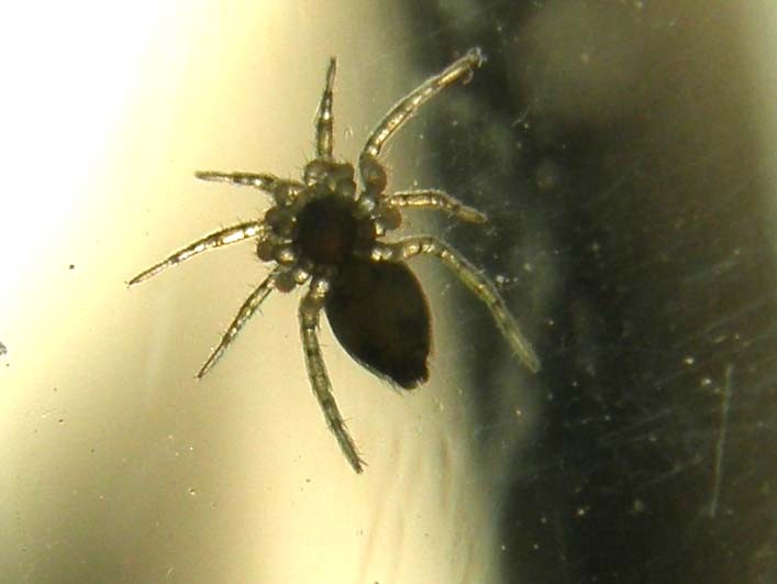 Oecobius sp.