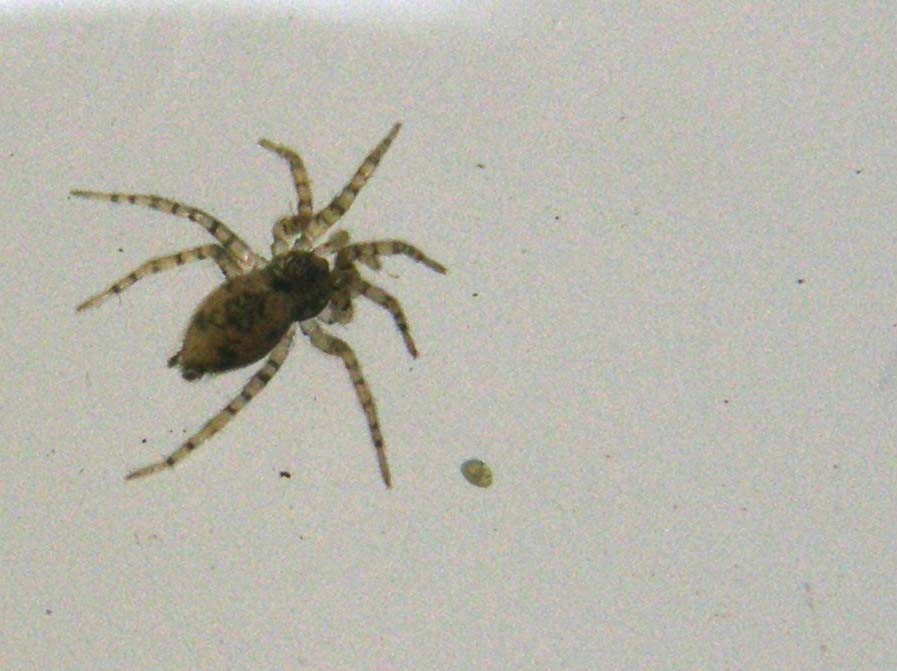 Oecobius sp.