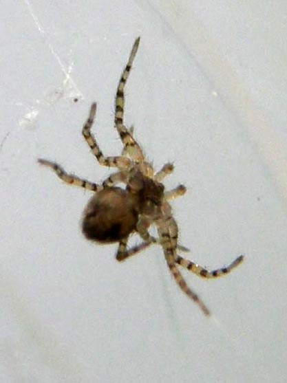 Oecobius sp.