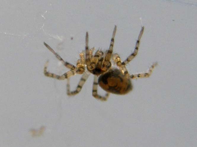 Oecobius sp.