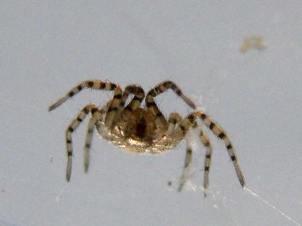 Oecobius sp.