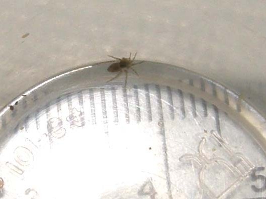 Oecobius sp.