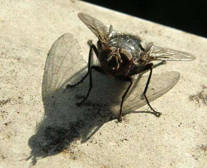 Calliphora vicina (Calliphoridae)