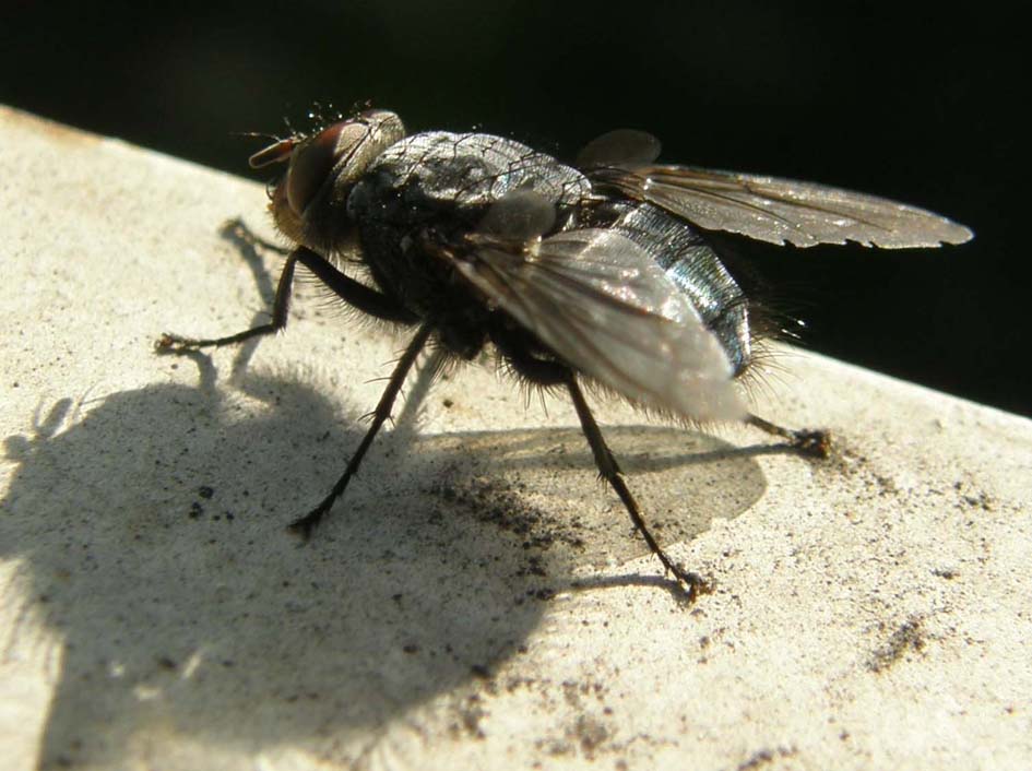 Calliphora vicina (Calliphoridae)
