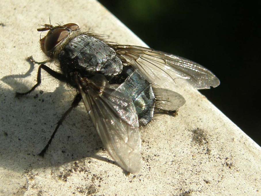 Calliphora vicina (Calliphoridae)