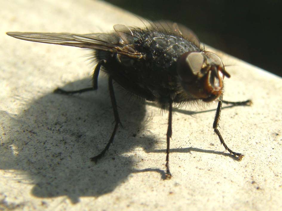 Calliphora vicina (Calliphoridae)