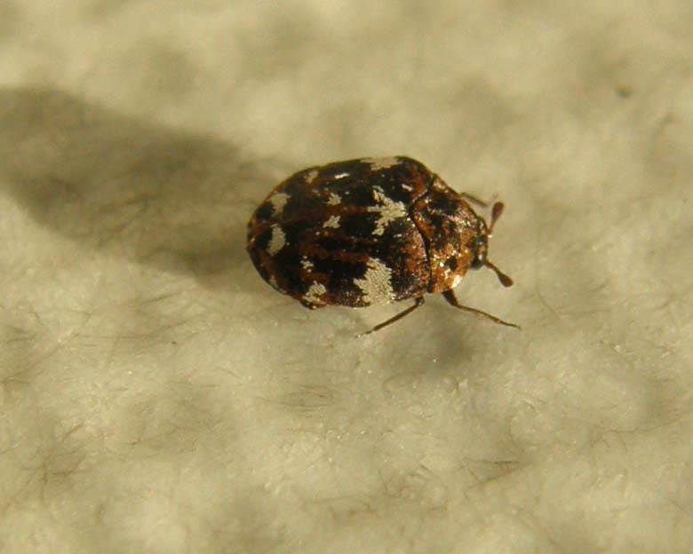 Un altro Dermestidae: Anthrenus delicatus