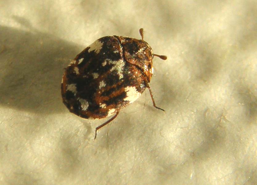 Un altro Dermestidae: Anthrenus delicatus