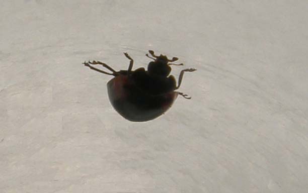 Coccinella da identificare: Adalia bipunctata