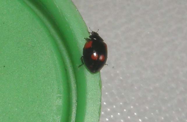 Coccinella da identificare: Adalia bipunctata