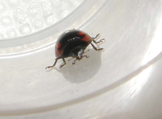 Coccinella da identificare: Adalia bipunctata