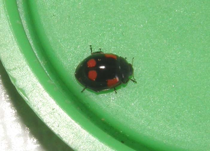 Coccinella da identificare: Adalia bipunctata