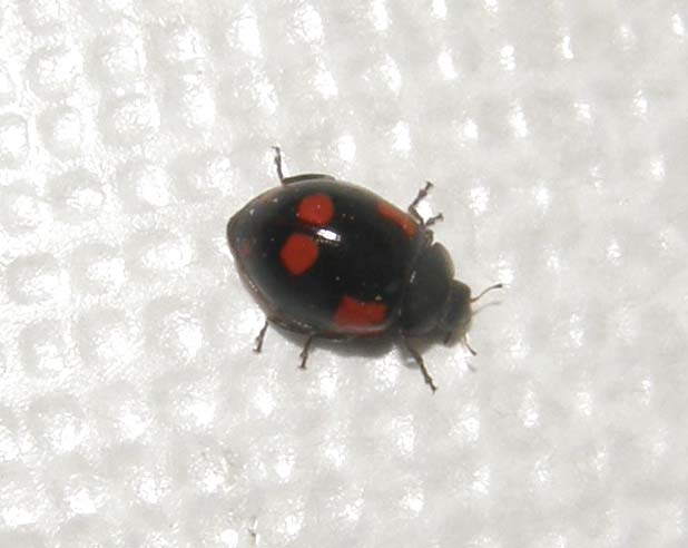 Coccinella da identificare: Adalia bipunctata