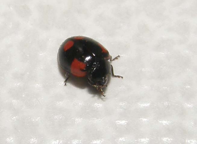 Coccinella da identificare: Adalia bipunctata