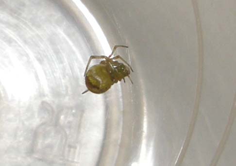 Theridion sp.