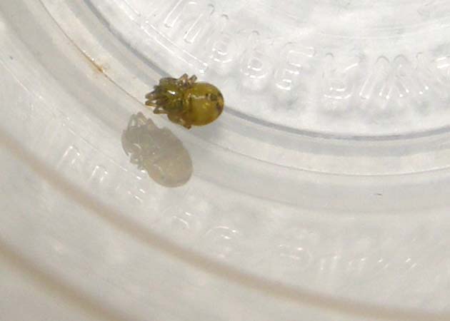 Theridion sp.