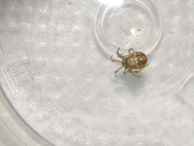 Theridion sp.