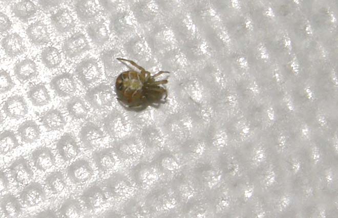 Theridion sp.