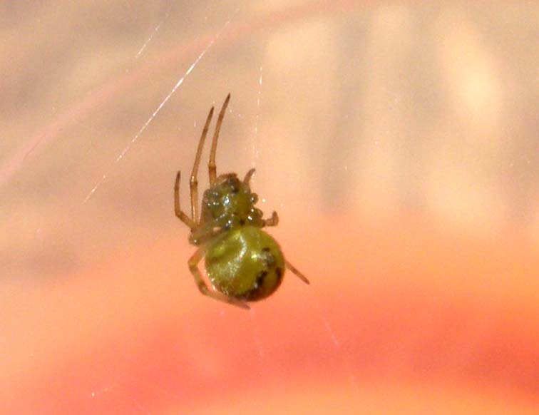 Theridion sp.