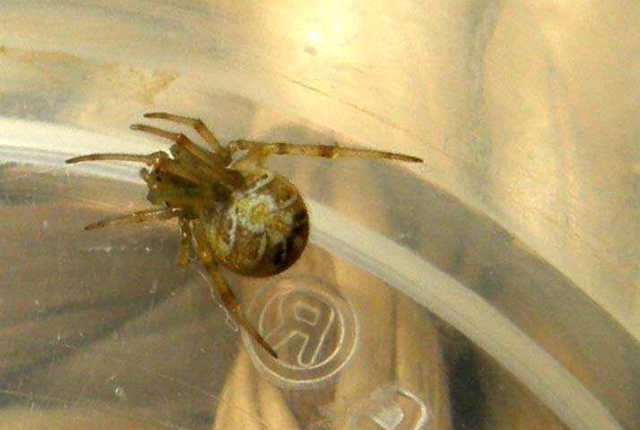 Theridion sp.