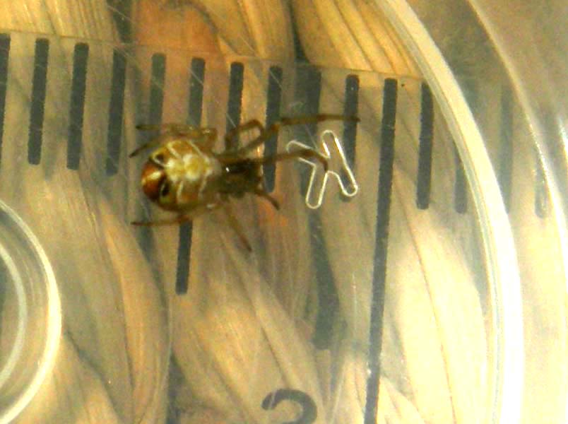Theridion sp.