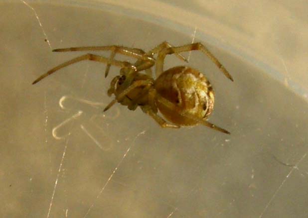Theridion sp.