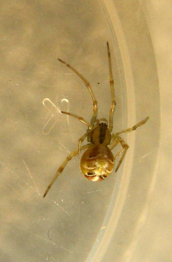 Theridion sp.