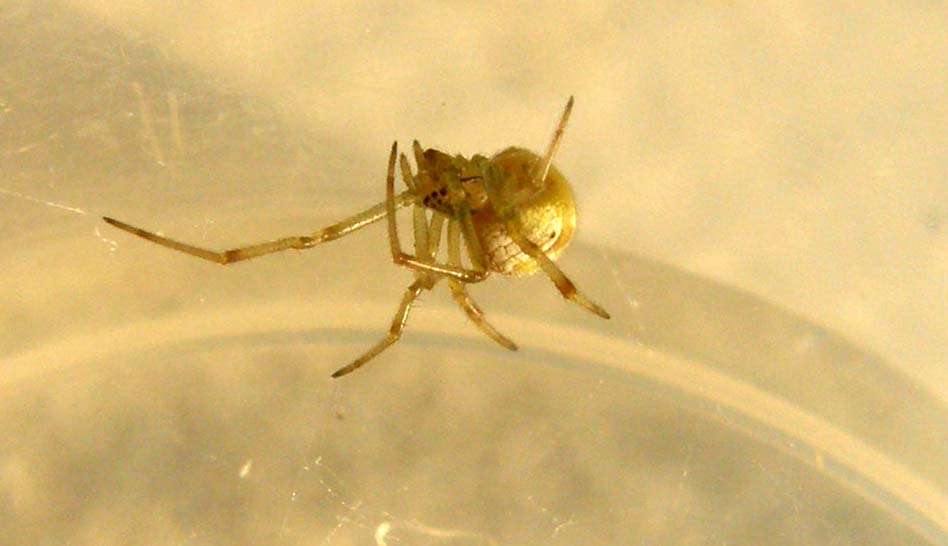 Theridion sp.
