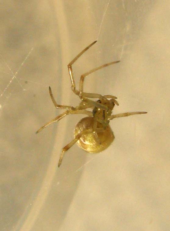 Theridion sp.