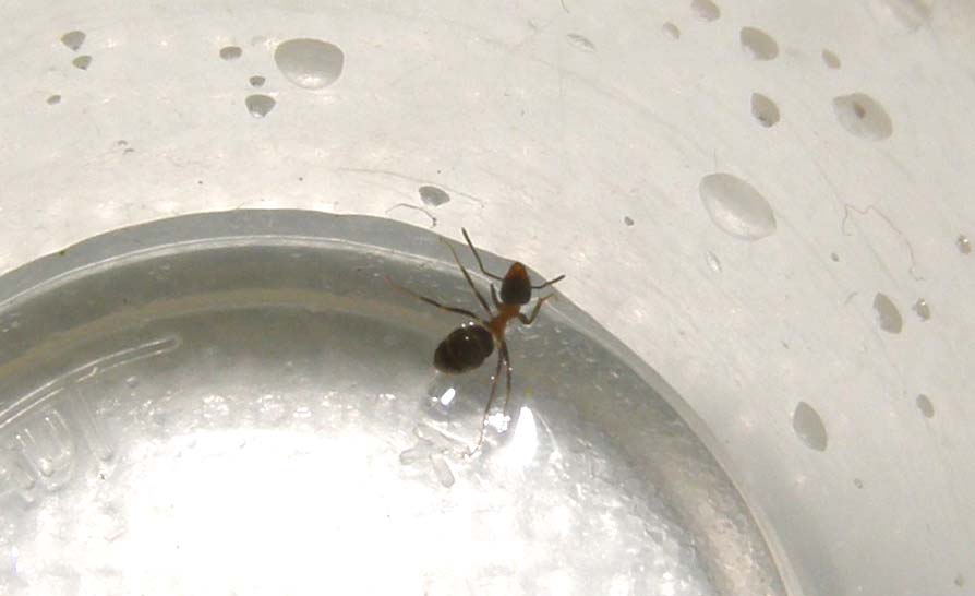 Lasius cfr emarginatus