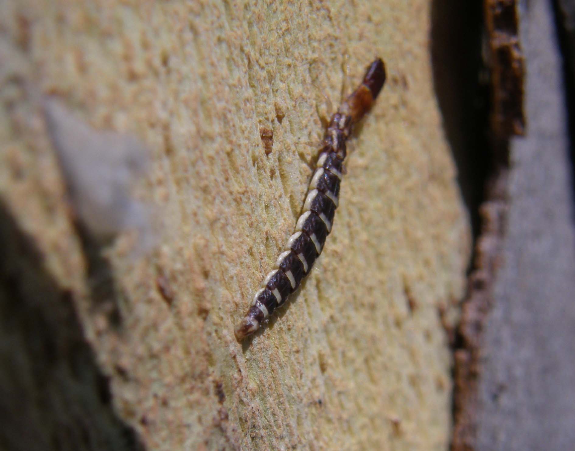 Larva di stafilino... oops, di rafidiottero