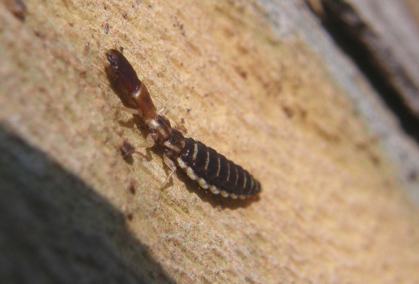 Larva di stafilino... oops, di rafidiottero