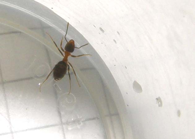 Lasius cfr emarginatus