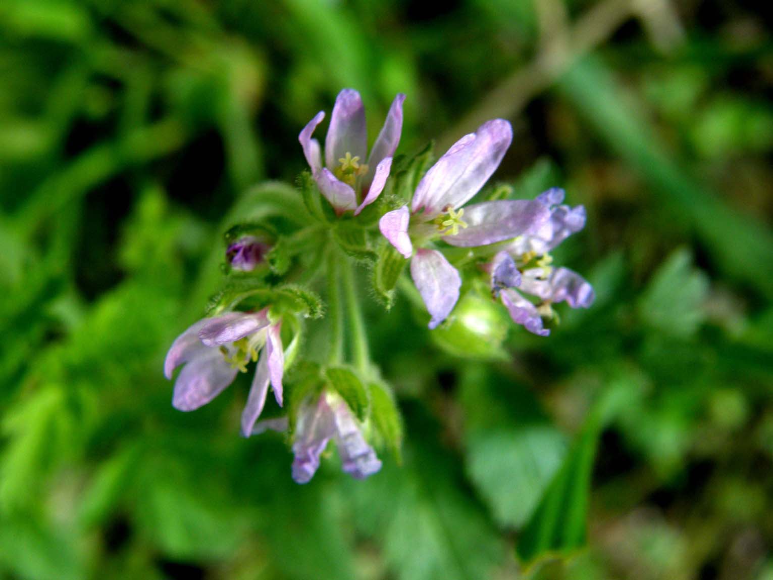 Fiore di campo violetto - Erodium cfr. moschatum (Geraniaceae)