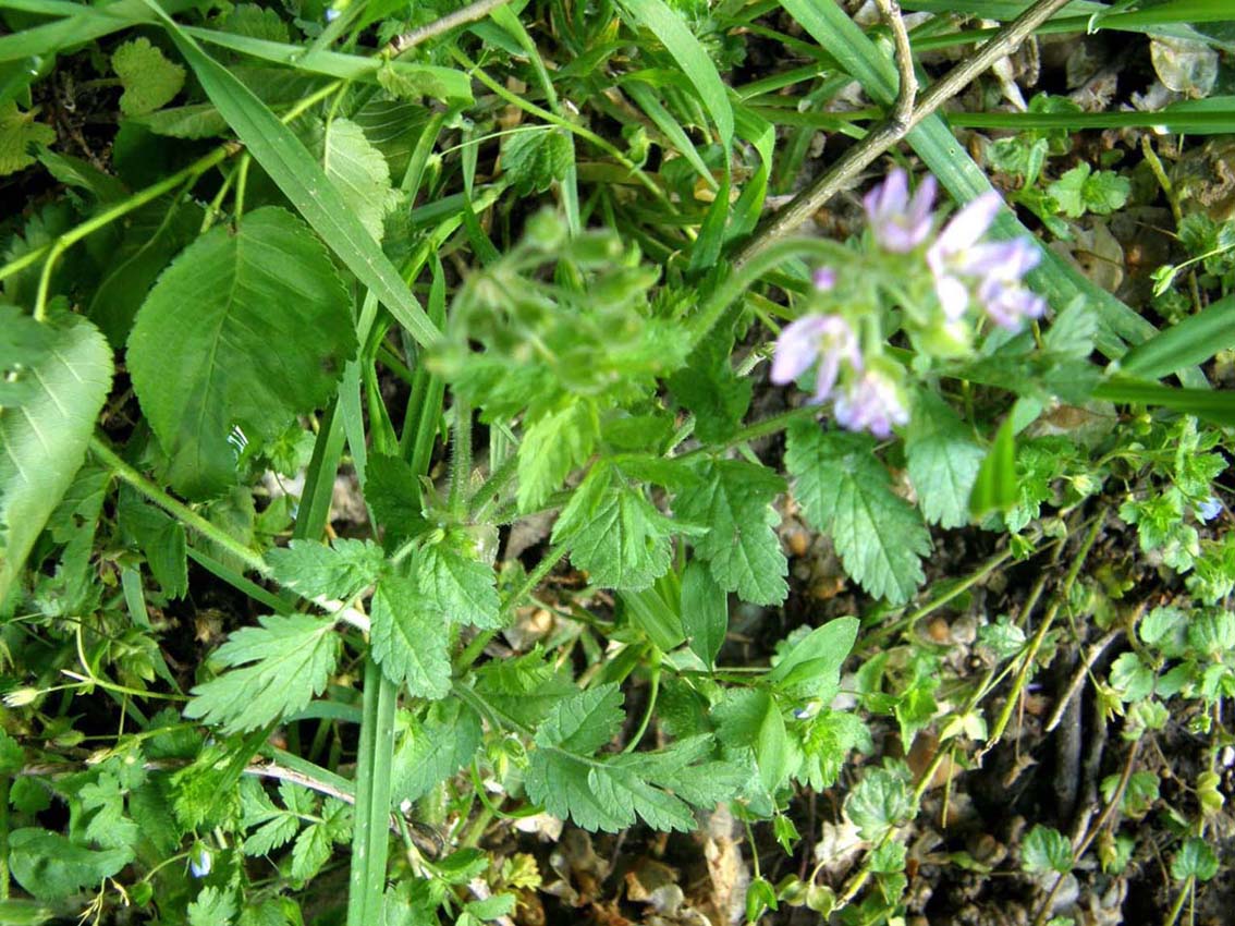Fiore di campo violetto - Erodium cfr. moschatum (Geraniaceae)