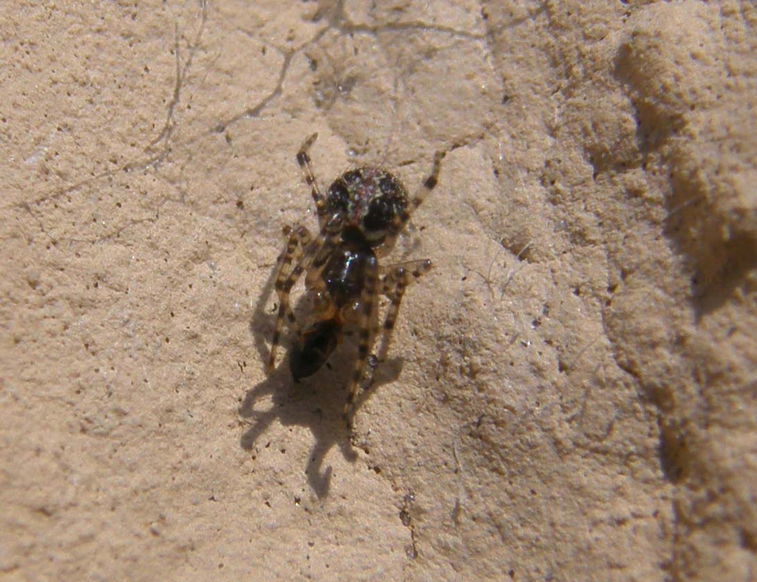 Vari (Theridion, Oecobius, Steatoda triangulosa)