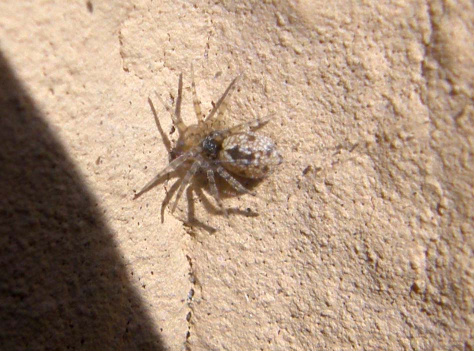 Vari (Theridion, Oecobius, Steatoda triangulosa)