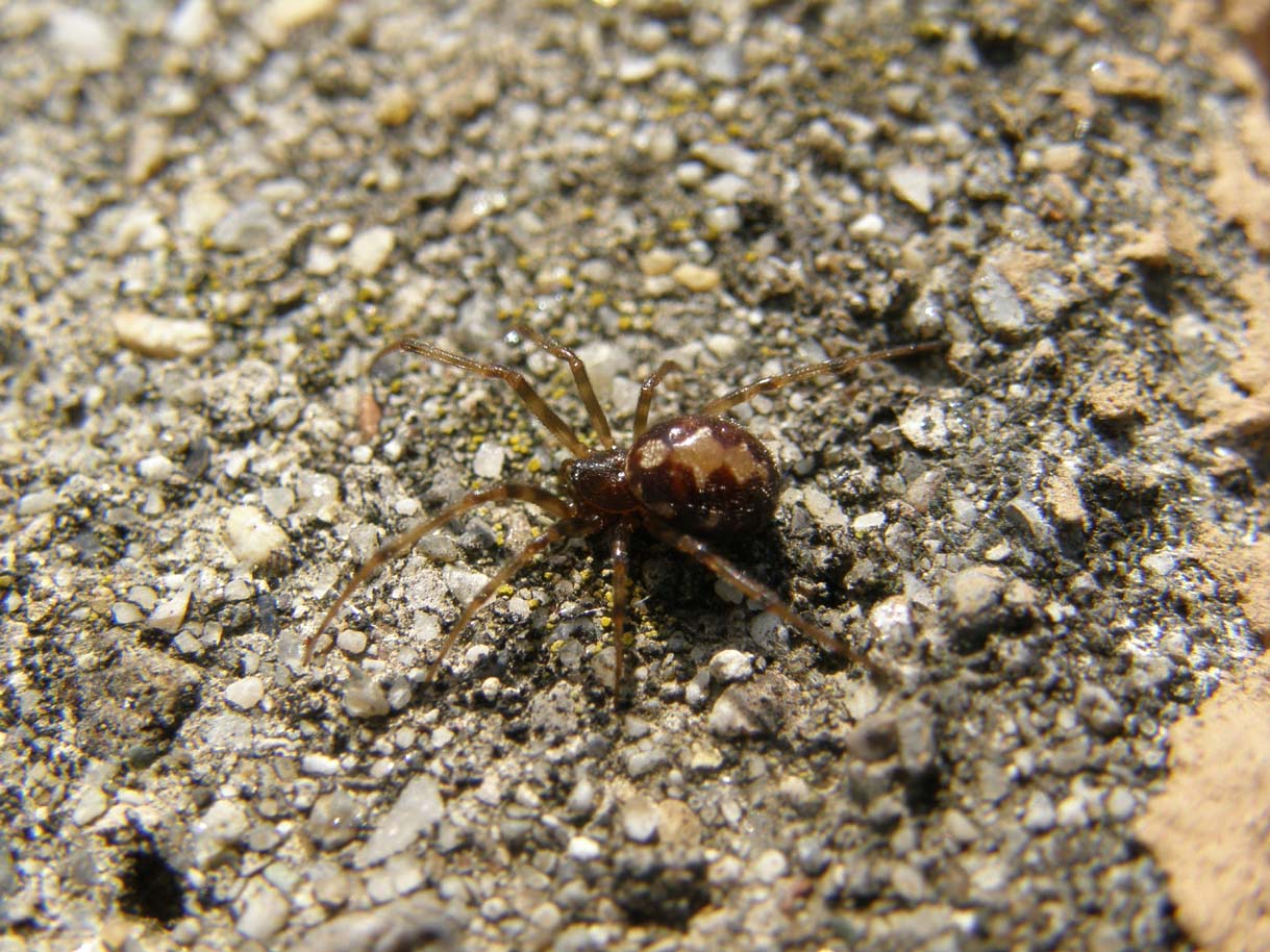 Vari (Theridion, Oecobius, Steatoda triangulosa)