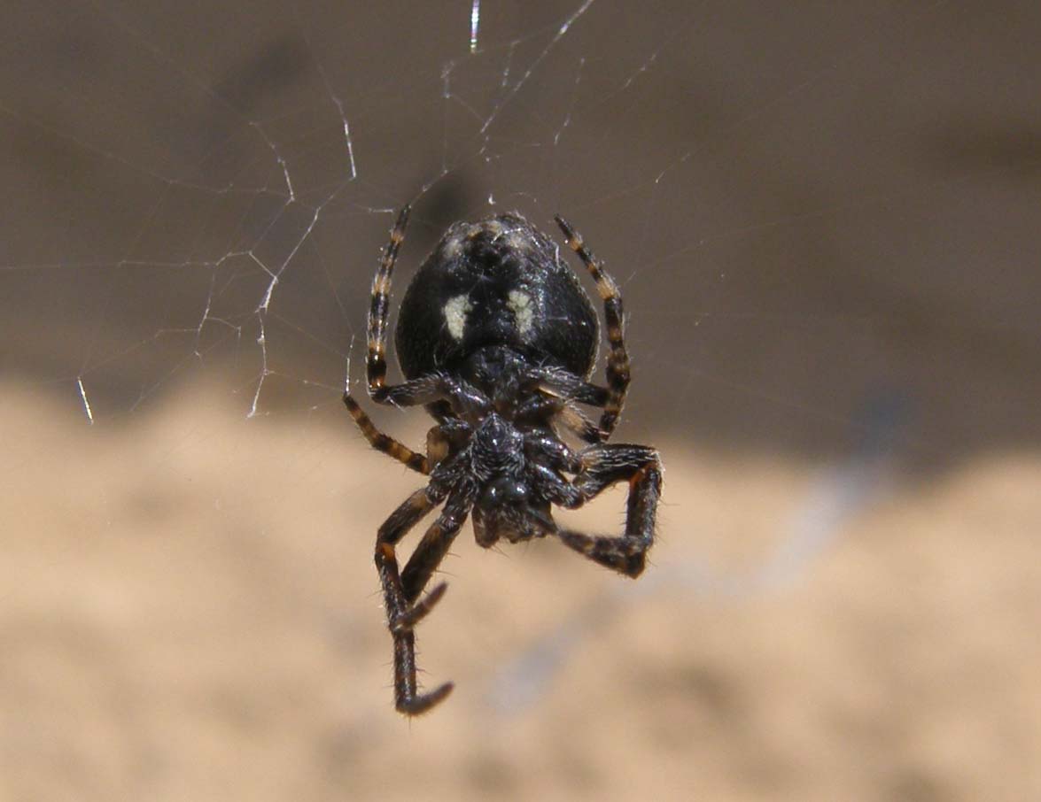 Nuctenea sp.