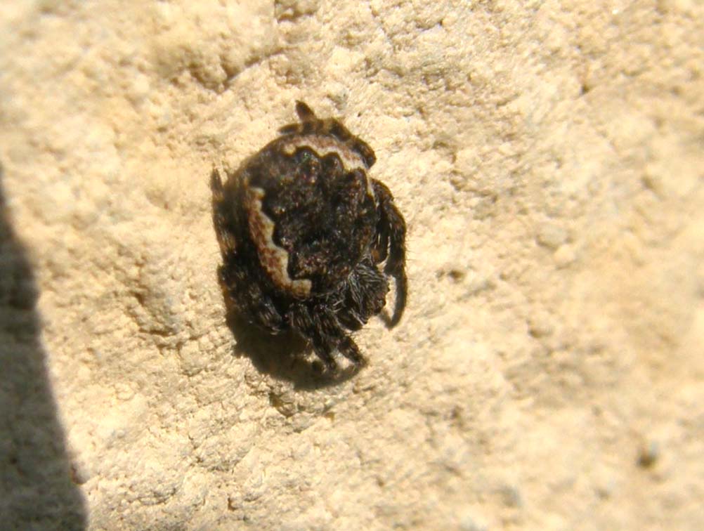 Nuctenea sp.