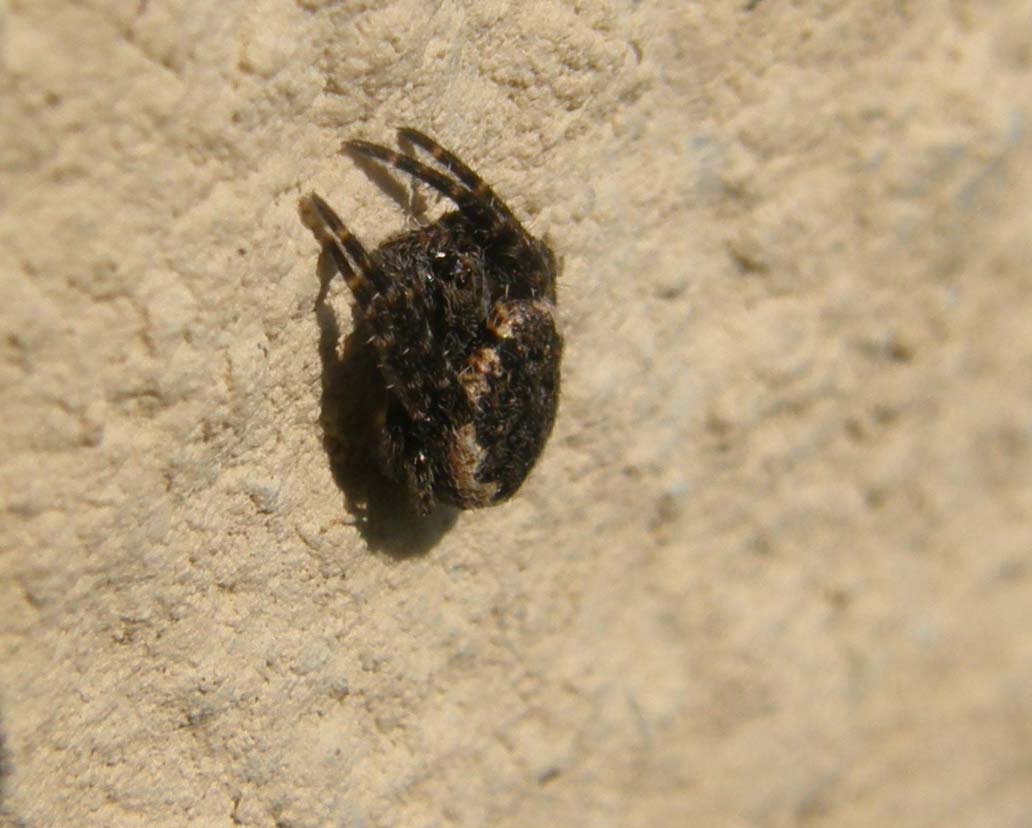 Nuctenea sp.