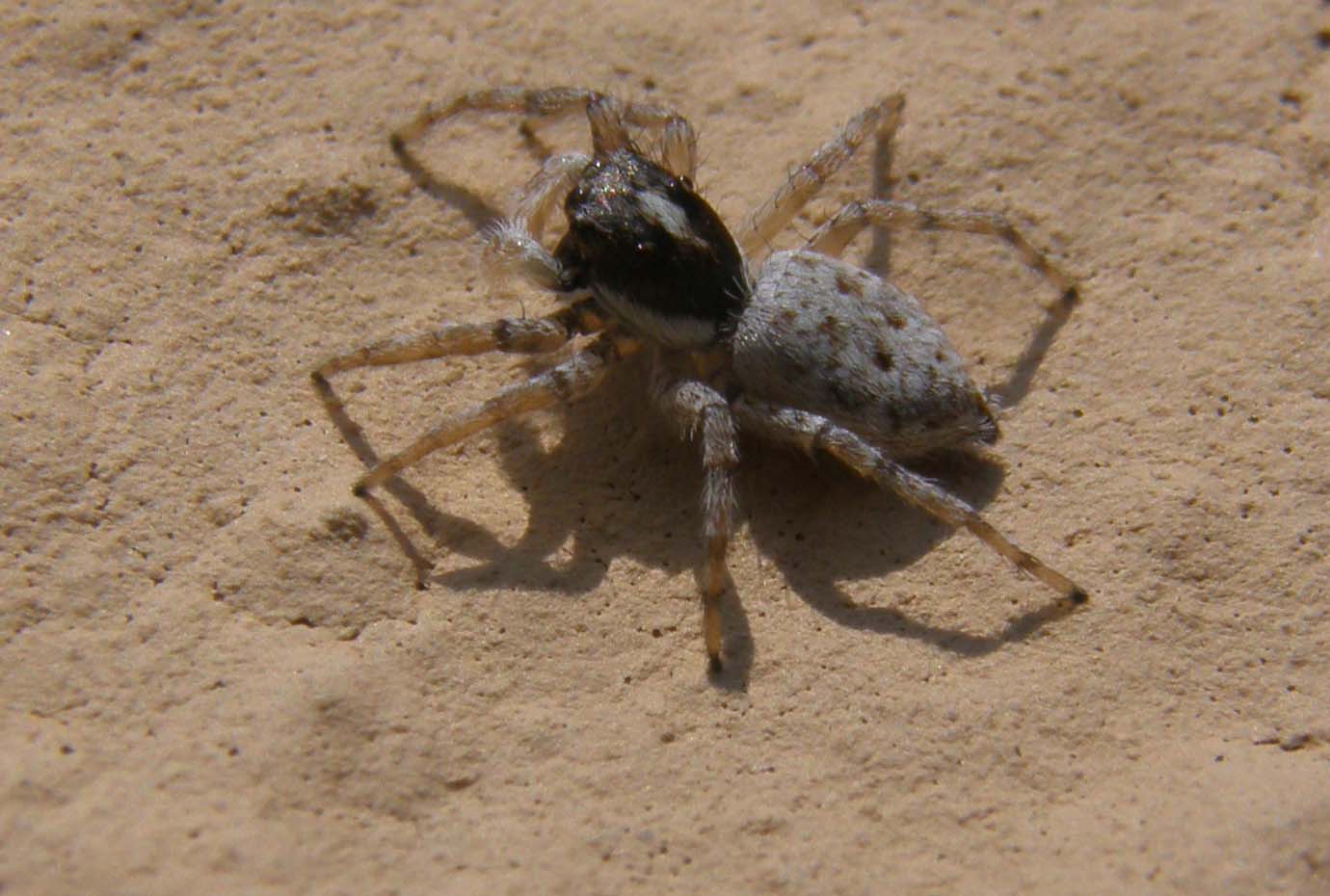 Salticidae: Menemerus semilimbatus