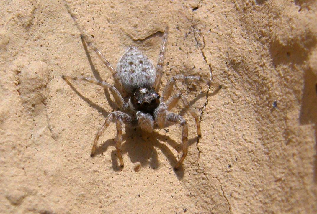 Salticidae: Menemerus semilimbatus